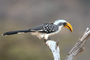 Йолверя токо Йолверя токо