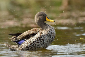Чорний тріснутий - пульсація качка Чорний тріснутий - пульсація качка