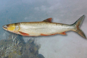 Жостосек Жостосек