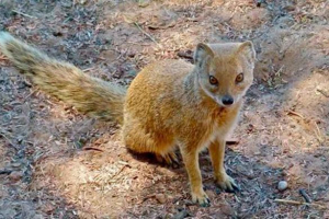 Жовтий або foxy mongoose Жовтий або foxy mongoose