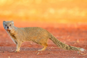 Жовтий мангосте Жовтий мангосте