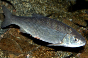 Zhereh - lightning hunter Zhereh - lightning hunter