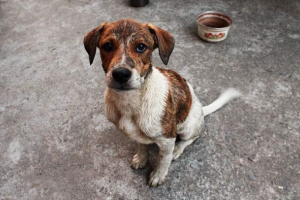 Жителі кузбасу врятували вірні дині Жителі кузбасу врятували вірні дині