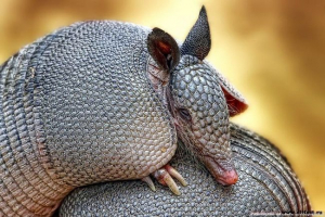 Тварина в броню? Дев'ять-виглядають армадіос Тварина в броню? Дев'ять-виглядають армадіос