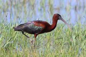 Кавайка Кавайка