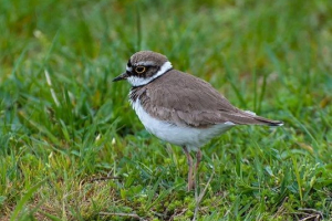 Тваринна тундра росії Тваринна тундра росії
