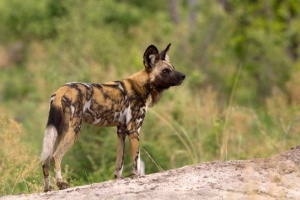 Гіноподібна собака Гіноподібна собака