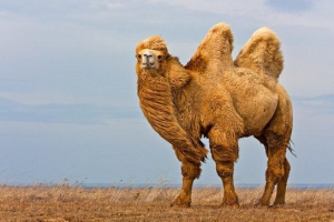 Diegrim camel (bactrian) Diegrim camel (bactrian)