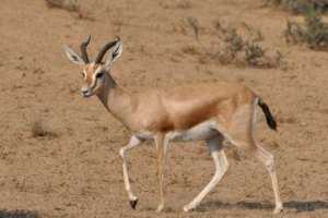 Газель-дорк Газель-дорк