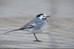 Білий wagtail Білий wagtail