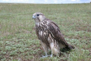 Птахи дагестан Птахи дагестан
