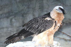 Бородатий (ягня) Бородатий (ягня)