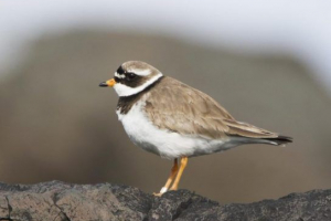 Гангсман Гангсман