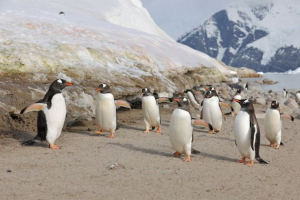 Тварини антарктиди. Опис та особливості тварин антарктиди Тварини антарктиди. Опис та особливості тварин антарктиди