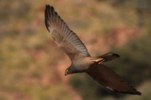 Сімейний яструб Сімейний яструб