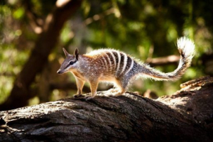 Храмові тварини Храмові тварини