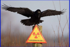 Чорнобильські тварини: фауна зони відчуження сьогодні Чорнобильські тварини: фауна зони відчуження сьогодні