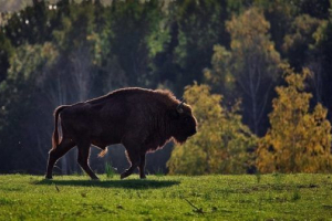 Червона книга калузької області Червона книга калузької області