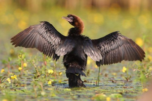 Малий баблан Малий баблан