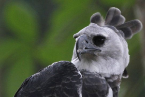 Південноамериканська гарпія Південноамериканська гарпія