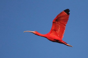 Червоний ibis (scarlet ibis) Червоний ibis (scarlet ibis)