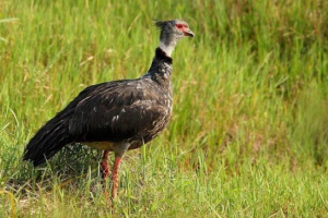 Параметний Параметний