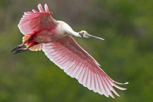 Рожевий кругица Рожевий кругица