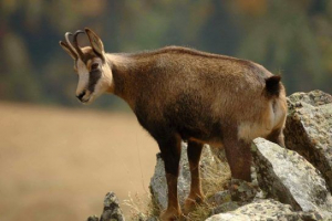 Червона книга краснодарського території Червона книга краснодарського території