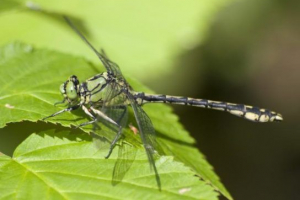 Червона книга вологодської області Червона книга вологодської області