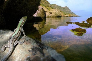 Кримські тварини. Описи, назви та особливості тваринного криму Кримські тварини. Описи, назви та особливості тваринного криму