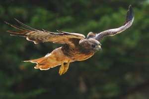 Вантажівка звичайна (сарріч) Вантажівка звичайна (сарріч)