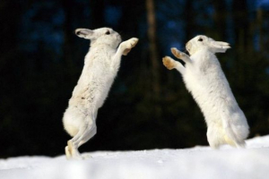 Тварини лісів Тварини лісів