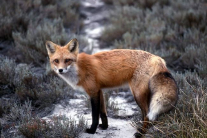 Тварини - мешканці полів Тварини - мешканці полів