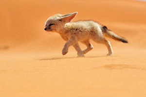 Домашні тварини та напівпустельні тварини Домашні тварини та напівпустельні тварини