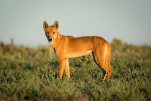 Хижацькі ссавці Хижацькі ссавці