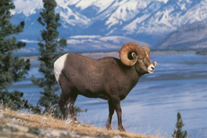 Червона байкальна територія книги Червона байкальна територія книги