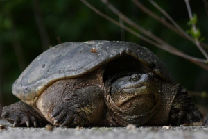 Кайманська черепаха Кайманська черепаха