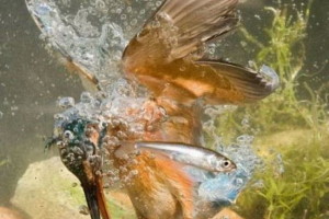 Тварини з усього планети: 30 найбільш вражаючих фотографій Тварини з усього планети: 30 найбільш вражаючих фотографій