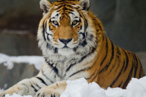 Тигри - види з описом Тигри - види з описом