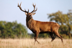 Оленя-марал Оленя-марал