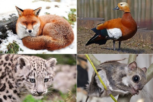 Тварини татарстан. Опис, назви та особливості тварин татарстану Тварини татарстан. Опис, назви та особливості тварин татарстану