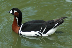 Тварини тундри червоної книги Тварини тундри червоної книги