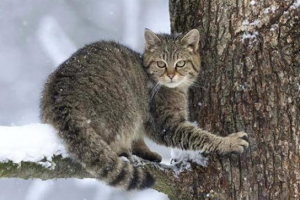 Червона книга донбасу (донецька область) Червона книга донбасу (донецька область)