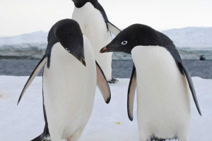 Тваринний світ антарктиди Тваринний світ антарктиди