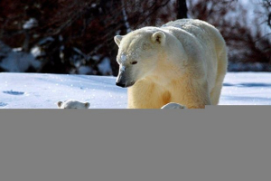 Тваринний світ арктики Тваринний світ арктики