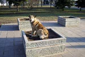 Тваринний світ міст Тваринний світ міст