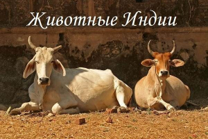 Тваринний світ індії. Описи, назви та види тварин індії Тваринний світ індії. Описи, назви та види тварин індії