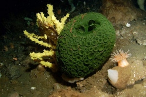 Тваринний світ морів і океанів Тваринний світ морів і океанів