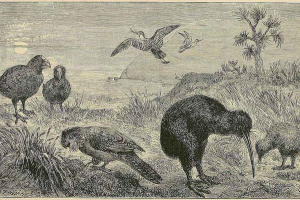 Тваринний світ нової зеландії - фото та характеристики Тваринний світ нової зеландії - фото та характеристики