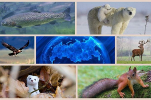 Тваринний світ росії Тваринний світ росії